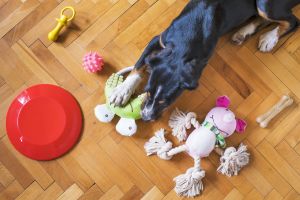 Keep Your Pup Happy, Stimulated, and Tail-Wagging All Day