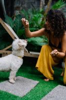 Slow Feeders & DIY Dog Treats: A Recipe for Happier, Healthier Mealtimes