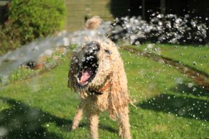 Summer Safety Tips for Dogs: How to Keep Your Pup Cool, Safe, and Happy