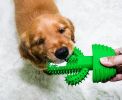 Cactus Shape Dog Toothbrush Stick - Natural Rubber Chew Toy