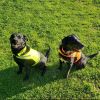Lite Dog Vest (XL Size) – Fluorescent Yellow Reflective Safety Vest with Mid-Back Coverage