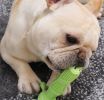 Effective Dental Care Dog Toothbrush Stick – Nontoxic Rubber Chew Toy