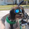 Dog Glasses for Small Breeds - UV Goggles with Adjustable Straps
