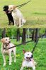 Dog Double Leashes - No Tangle Coupler with Shock Absorbing Bungee Lead
